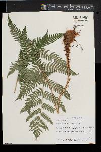 Dryopteris goldieana image