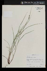 Carex swanii image