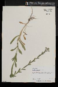 Lepidium campestre image