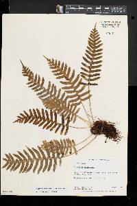 Polypodium appalachianum image