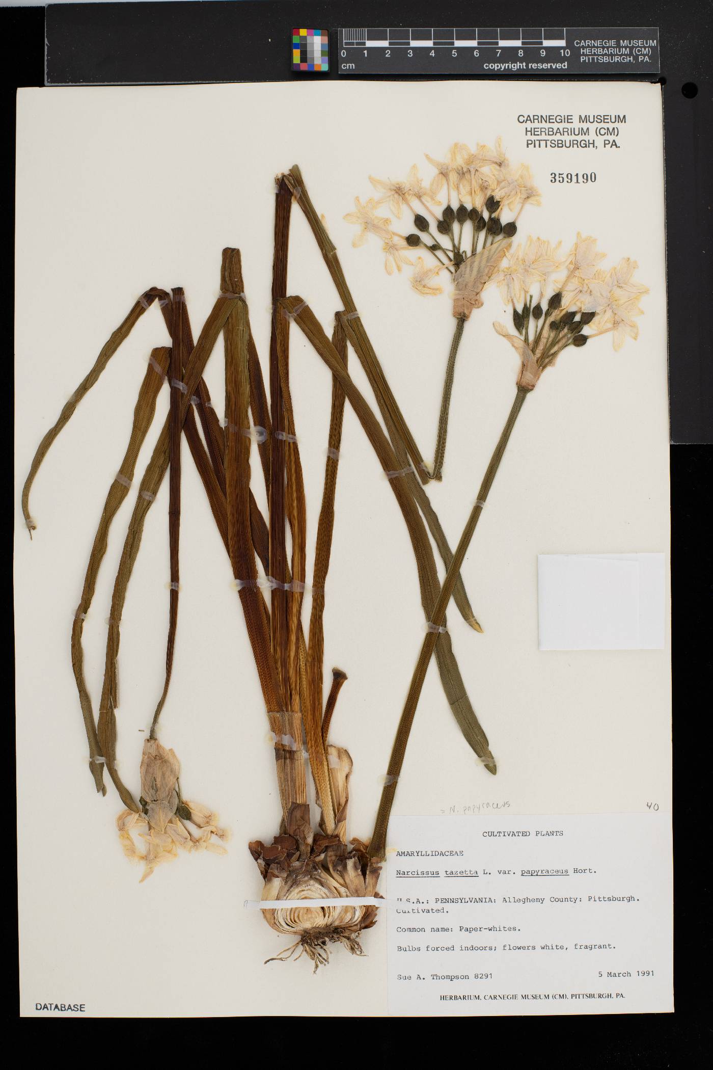 Narcissus papyraceus image