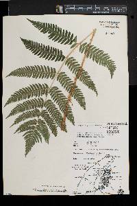 Dryopteris goldieana image