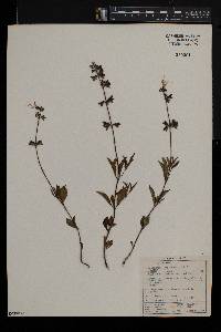 Ocimum obovatum image