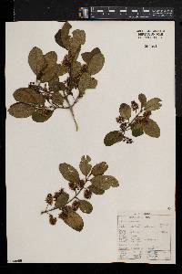 Combretum kraussii image