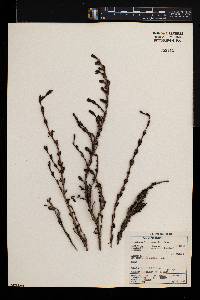 Myrothamnus flabellifolius image