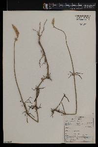 Kyphocarpa angustifolia image