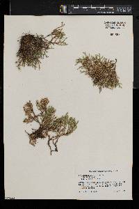 Selaginella tortipila image