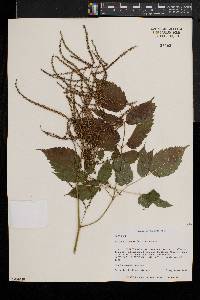 Aruncus dioicus image