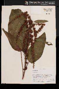 Rumex obtusifolius image