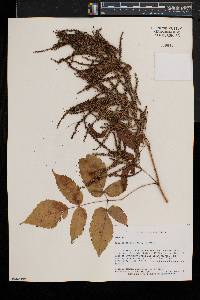 Aruncus dioicus image