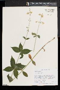 Silene stellata image