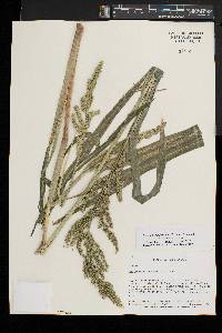 Echinochloa muricata var. microstachya image