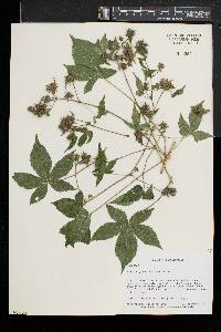 Humulus japonicus image