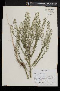 Lepidium campestre image