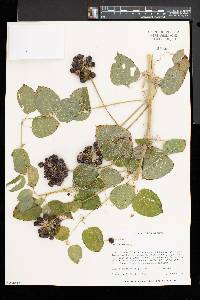 Smilax herbacea image