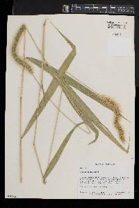 Setaria faberi image