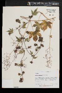 Humulus japonicus image