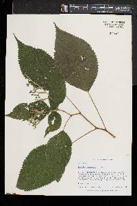 Laportea canadensis image