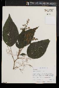 Laportea canadensis image