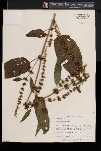 Rumex obtusifolius image