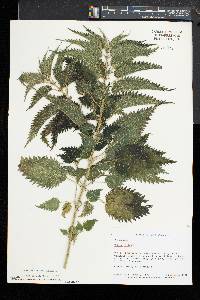 Urtica dioica subsp. dioica image