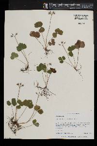 Coptis trifolia image