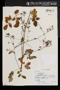 Thalictrum pubescens image