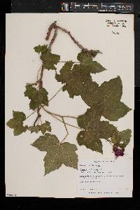 Rubus odoratus image