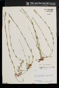 Dianthus deltoides image