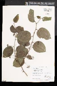 Smilax tamnoides image