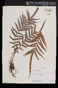 Pteris vittata image