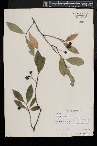 Aronia × prunifolia image