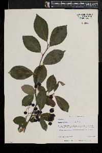 Aronia melanocarpa image