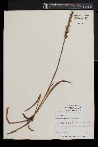 Spiranthes ochroleuca image