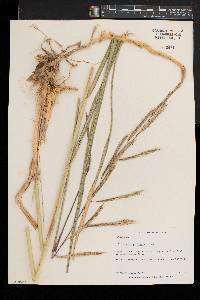 Spartina pectinata image