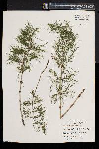 Equisetum sylvaticum image