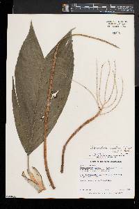 Image of Chamaedorea metallica