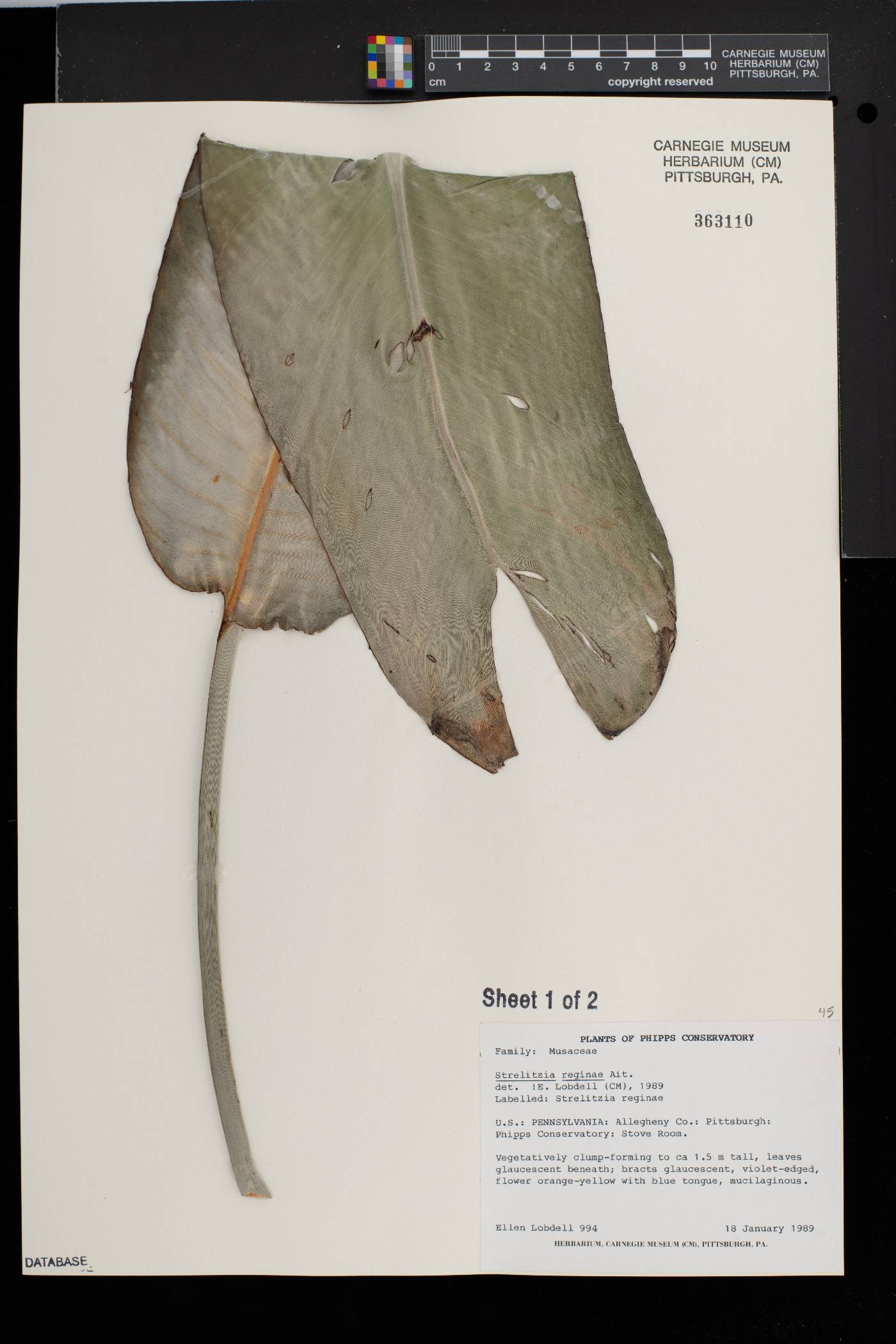 Strelitzia reginae image