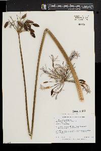 Image of Agapanthus orientalis