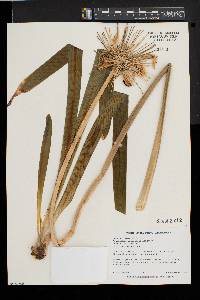 Agapanthus praecox subsp. orientalis image