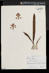 Encyclia alata image