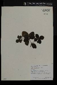 Pilea involucrata image