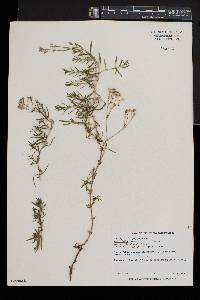 Gypsophila repens image