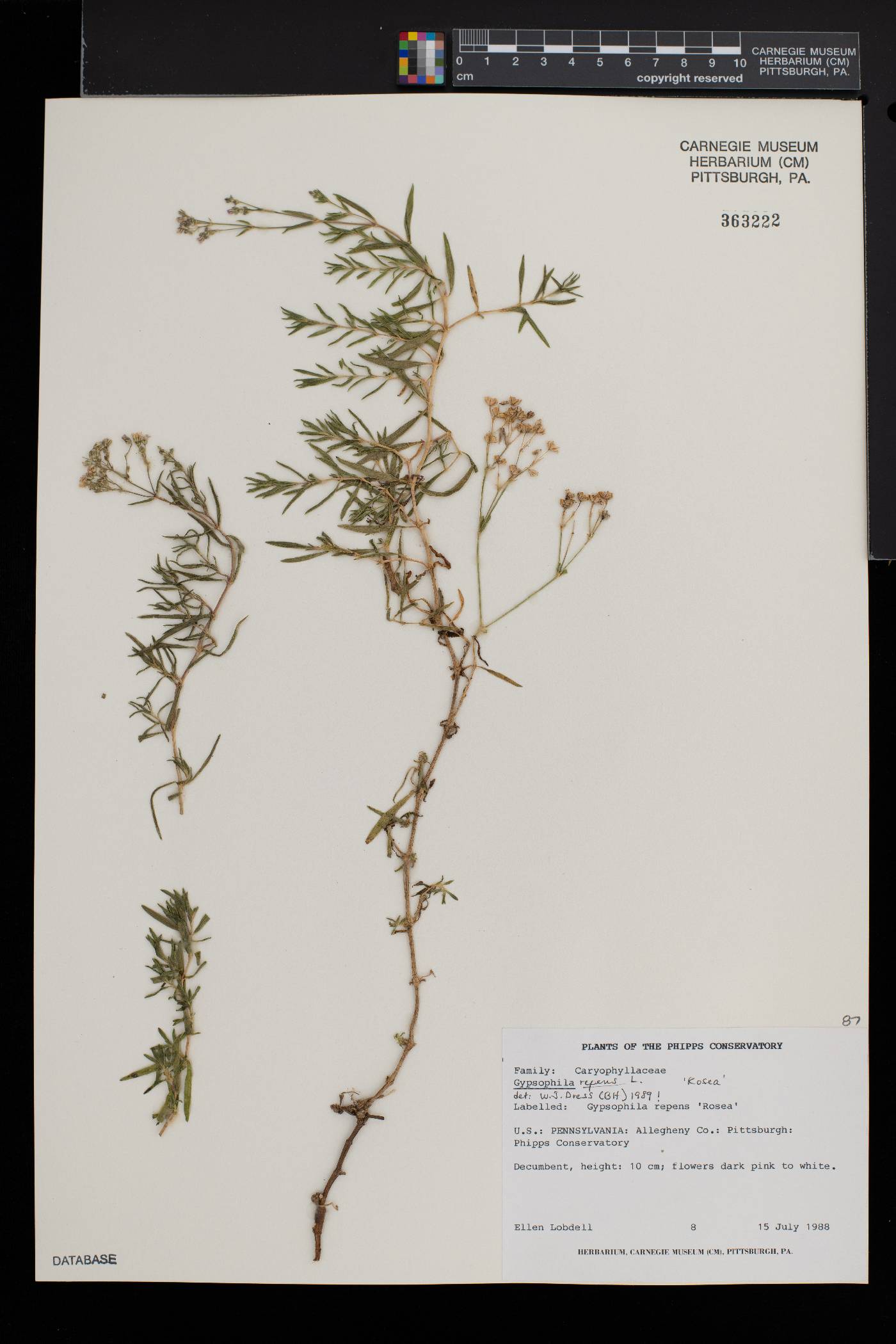 Gypsophila repens image