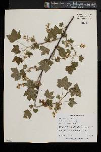 Ribes americanum image