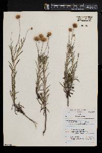 Phagnalon rupestre image