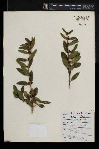 Phillyrea angustifolia image