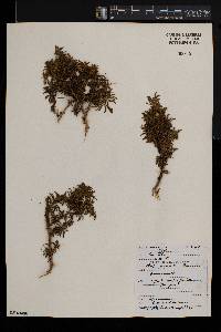 Ononis natrix image