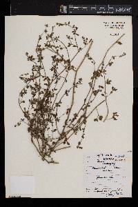 Salpichroa origanifolia image