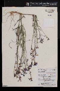 Linaria incarnata image